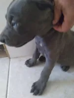 George , a male Weimaraner for sale in Bullhead City, AZ – 3 of 3