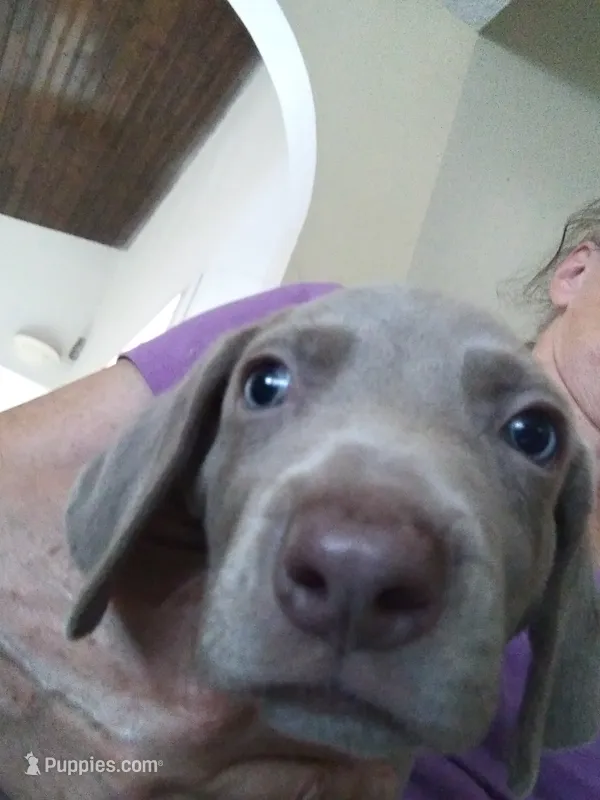Helena – Weimaraner puppy for sale in Bullhead City, AZ