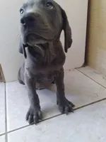 Gelios, a male Weimaraner for sale in Bullhead City, AZ – 3 of 3