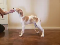 processed/f07cb8e0-e4b7-454f-baf3-a07686495498/listing/e64db863-30c8-4334-b2c7-ed714a94357f/ed1a046c-c423-4cac-bce9-64d605a9755e