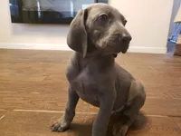 Helena, a female Weimaraner for sale in Bullhead City, AZ – 2 of 2