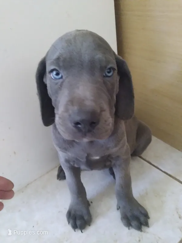 George , a male Weimaraner for sale in Bullhead City, AZ – 1 of 3