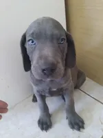 George , a male Weimaraner for sale in Bullhead City, AZ – 1 of 3