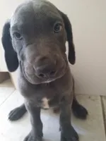 Gregg, a male Weimaraner for sale in Bullhead City, AZ – 1 of 3