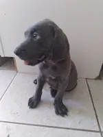 Geff, a male Weimaraner for sale in Bullhead City, AZ – 2 of 3