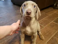 Hero, a male Weimaraner for sale in Bullhead City, AZ – 2 of 2
