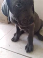 Gregg, a male Weimaraner for sale in Bullhead City, AZ – 3 of 3