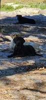 Black Male Lab , a male Labrador Retriever for sale in Eustis, FL – Photo 6 of 10