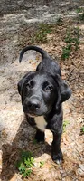 Black Male Lab , a male Labrador Retriever for sale in Eustis, FL – Photo 2 of 7