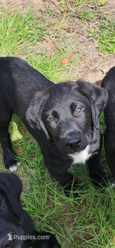 Black Male Lab  – Labrador Retriever puppy on hold in Eustis, FL