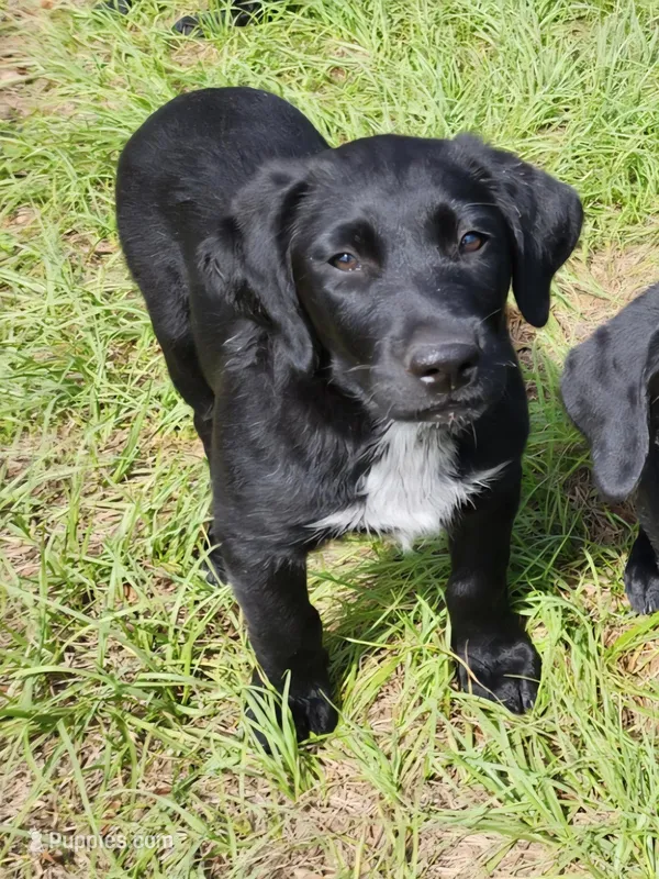 Black Male Lab  – Labrador Retriever puppy for sale in Eustis, FL