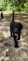 Black Male Lab , a male Labrador Retriever for sale in Eustis, FL – Photo 3 of 7