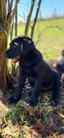 Black Male Lab , a male Labrador Retriever for sale in Eustis, FL – Photo 1 of 10