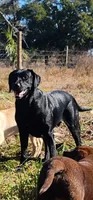 Black Male Lab , a male Labrador Retriever for sale in Eustis, FL – Photo 4 of 10