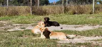 Yellow Female Labrador, a female Labrador Retriever for sale in Eustis, FL – Photo 10 of 10
