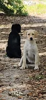 Yellow Female Labrador, a female Labrador Retriever for sale in Eustis, FL – Photo 2 of 10