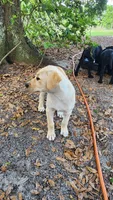 Yellow Female Labrador, a female Labrador Retriever for sale in Eustis, FL – Photo 6 of 10