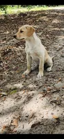 Yellow Female Labrador, a female Labrador Retriever for sale in Eustis, FL – Photo 9 of 10