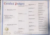 Yellow Female Labrador, a female Labrador Retriever for sale in Eustis, FL – Photo 3 of 10