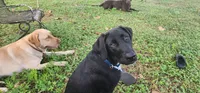 Punsx, a male Labrador Retriever for sale in Eustis, FL – 4 of 10