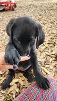 Black Lab Female pup #1, a female Labrador Retriever for sale in Eustis, FL – Photo 1 of 10