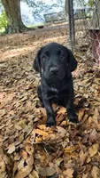Black Lab Female pup #1, a female Labrador Retriever for sale in Eustis, FL – Photo 5 of 10