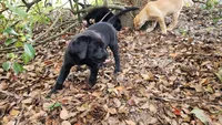 Black Lab Female pup #1, a female Labrador Retriever for sale in Eustis, FL – Photo 4 of 10