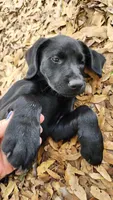 Black Lab Female pup #1, a female Labrador Retriever for sale in Eustis, FL – Photo 3 of 10