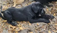 Black Lab Female pup #1, a female Labrador Retriever for sale in Eustis, FL – Photo 2 of 10
