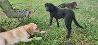 Punsx, a male Labrador Retriever for sale in Eustis, FL – 1 of 10