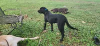 Punsx, a male Labrador Retriever for sale in Eustis, FL – 3 of 10