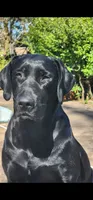 Finnegan, a male Labrador Retriever for sale in Eustis, FL – 9 of 10