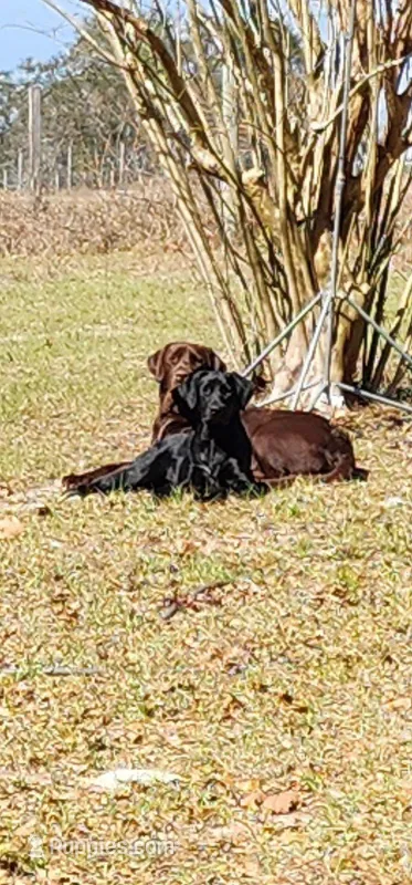 Infanta Sophia – Labrador Retriever puppy for sale in Eustis, FL