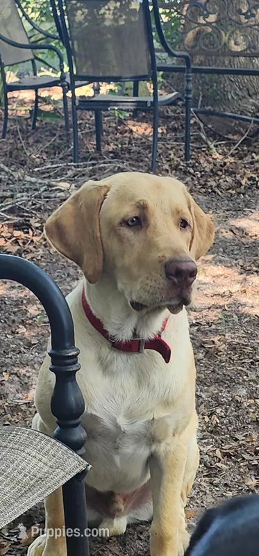 Finnegan – Labrador Retriever puppy for sale in Eustis, FL