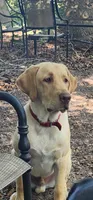 Finnegan, a male Labrador Retriever for sale in Eustis, FL – Photo 1 of 10