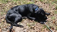 Infanta Sophia, a female Labrador Retriever for sale in Eustis, FL – Photo 4 of 8