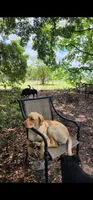 Finnegan, a male Labrador Retriever for sale in Eustis, FL – Photo 5 of 10
