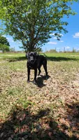 Infanta Sophia, a female Labrador Retriever for sale in Eustis, FL – Photo 6 of 8