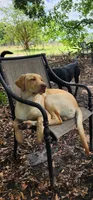 Finnegan, a male Labrador Retriever for sale in Eustis, FL – Photo 7 of 10