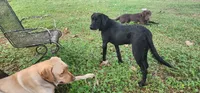 Punsx, a male Labrador Retriever for sale in Eustis, FL – 2 of 10