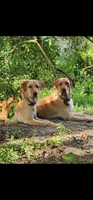 Finnegan, a male Labrador Retriever for sale in Eustis, FL – 8 of 10