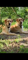 Punsx, a male Labrador Retriever for sale in Eustis, FL – 10 of 10