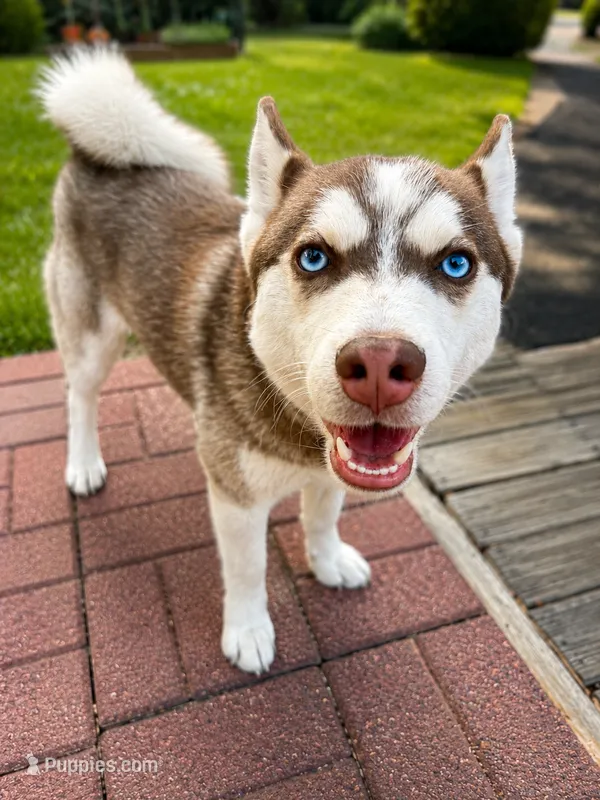 Gunner  – Pomsky puppy for sale in Calhan, CO