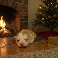 Magik, a female Siberian Husky and Pomeranian for sale in Calhan, CO – Photo 3 of 6