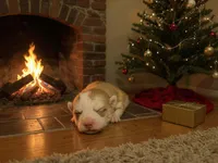 Magik, a female Siberian Husky and Pomeranian for sale in Calhan, CO – Photo 3 of 6