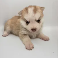 Magik, a female Siberian Husky and Pomeranian for sale in Calhan, CO – Photo 4 of 6