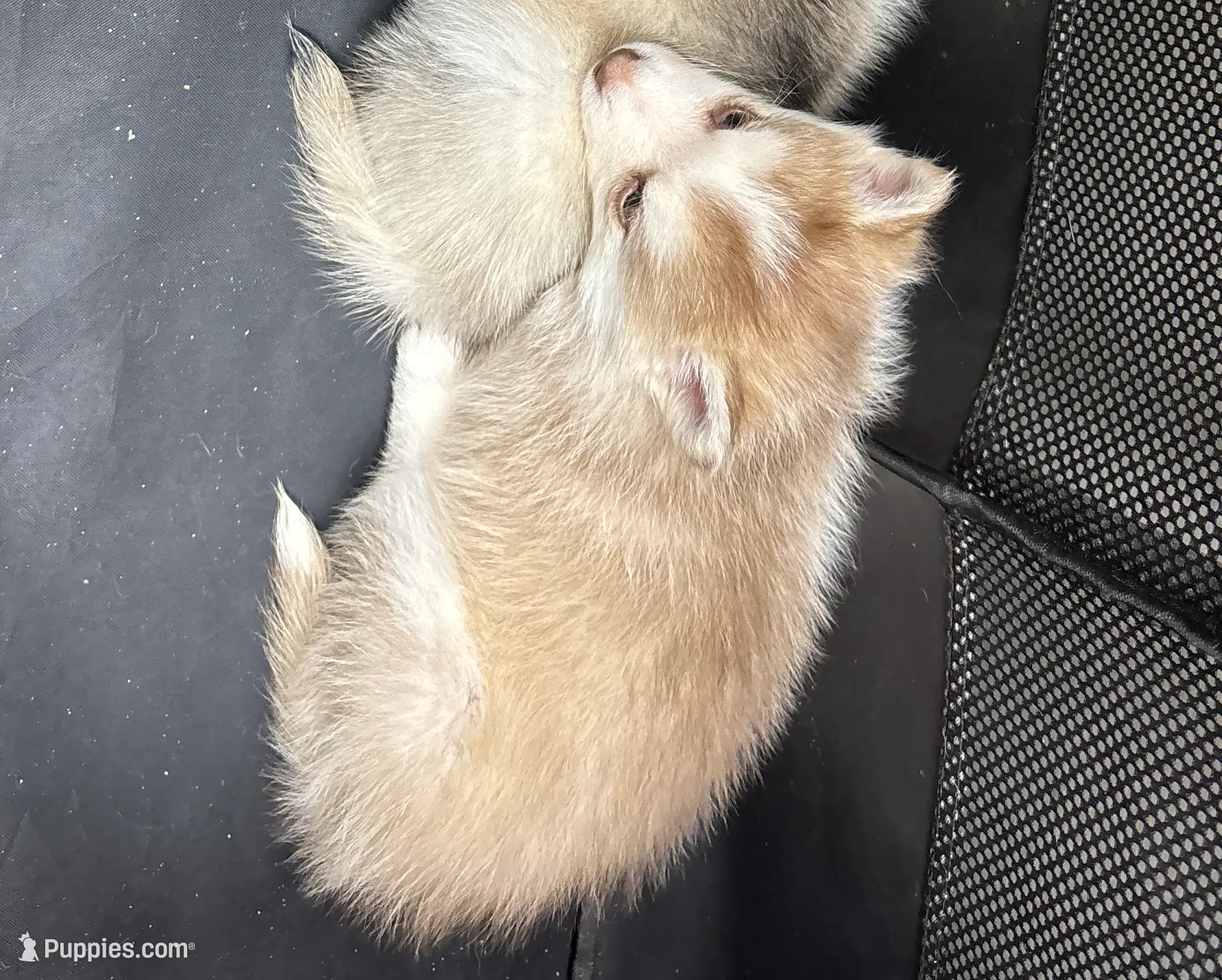 Magik, a female Siberian Husky and Pomeranian for sale in Calhan, CO – Photo 6 of 6
