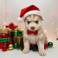 Magik, a female Siberian Husky and Pomeranian for sale in Calhan, CO – Photo 5 of 6