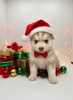 Magik, a female Siberian Husky and Pomeranian for sale in Calhan, CO – Photo 5 of 6