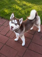 Gunner , a male Pomsky for sale in Calhan, CO – 3 of 3